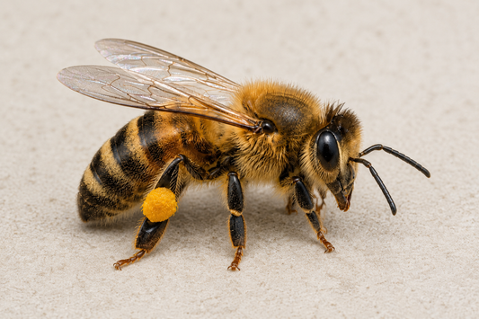 Abeilles