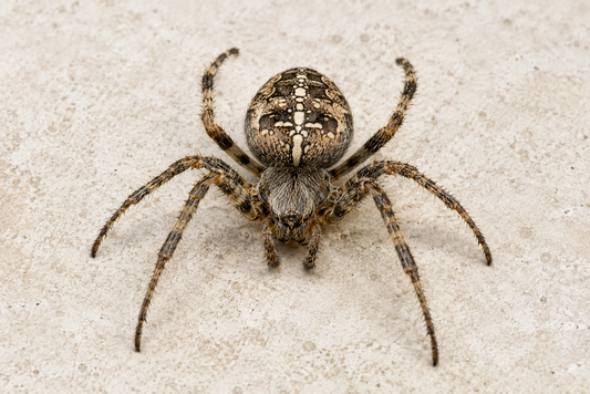Araignées