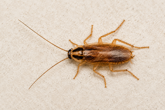 Blatte germanique