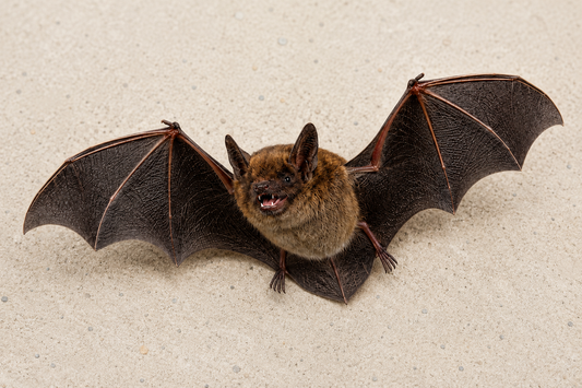 Chauves-souris